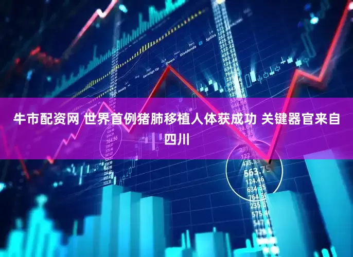 牛市配资网 世界首例猪肺移植人体获成功 关键器官来自四川